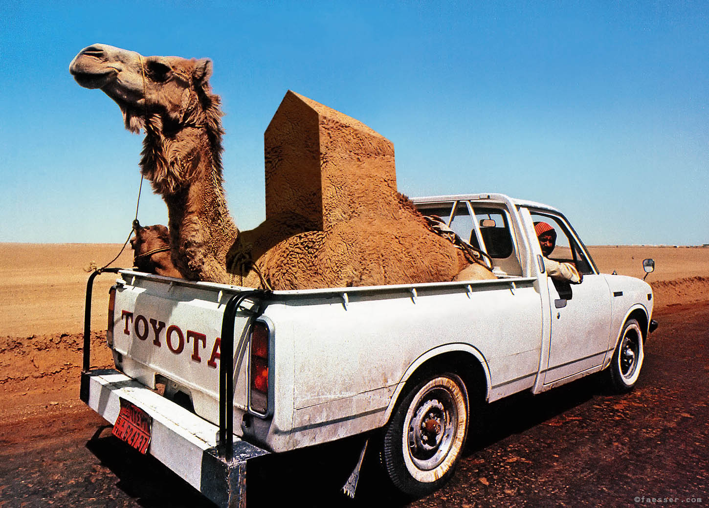 Camel with mutated house hump, transported in a Toyota pick up; artist Roland Faesser, sculptor and painter 1999